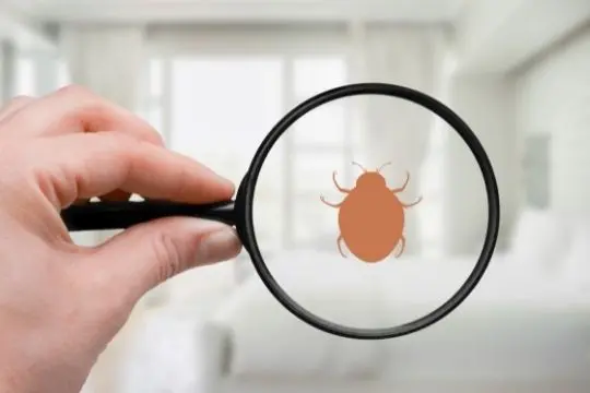 bed bug inspection oshawa